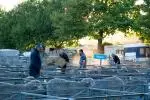 Upper Clutha A&P Society Sheep Yards at the 2024 Wanaka A&P Show